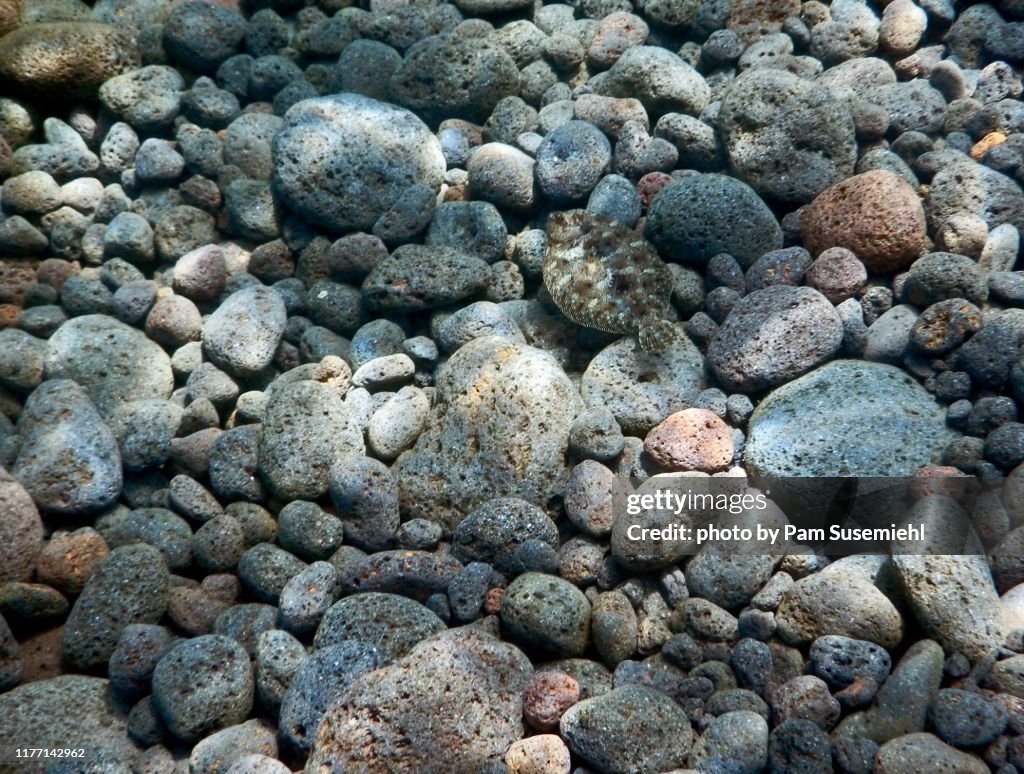 Camouflaged Wide Eyed Flounder