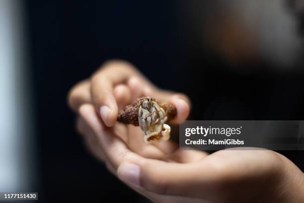 hermit crab on hand - hermit crab stock pictures, royalty-free photos & images