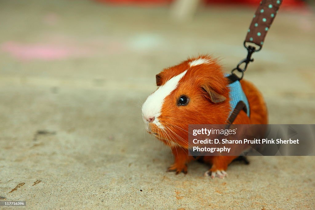 Guinea Pig on A Leash
