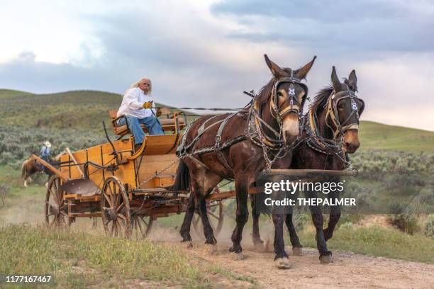 horse carriage utah - mule stock pictures, royalty-free photos & images