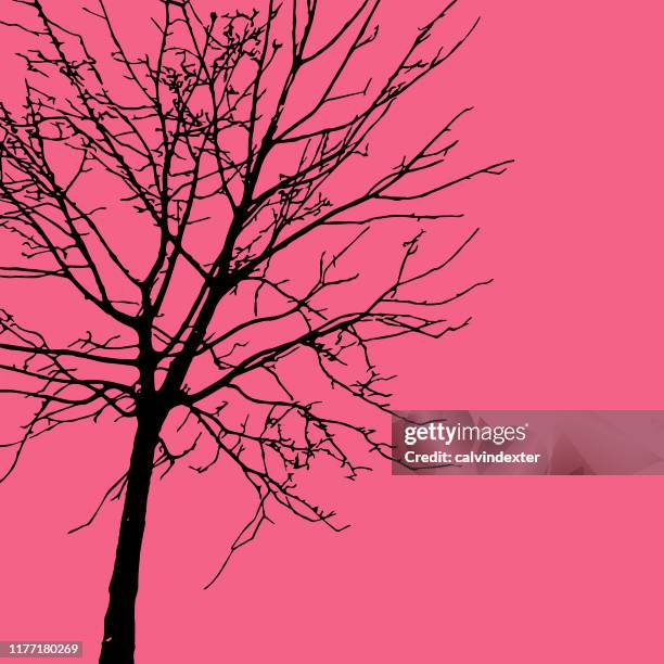 tree silhouette duotone style - maple tree in winter stock illustrations