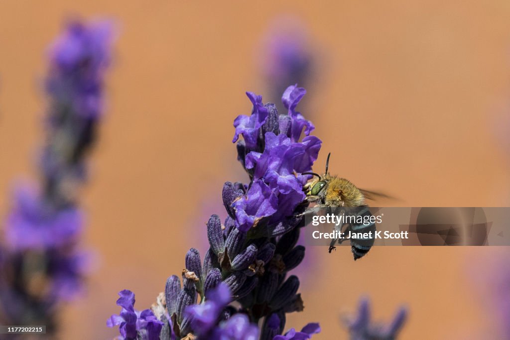 Male Blue Banded Bee