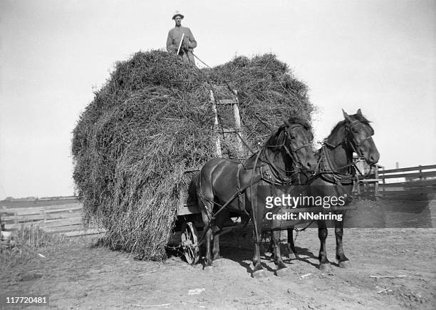 hay wagon and draft horses with farmer atop 1941, retro - paardenkar stockfoto's en -beelden