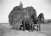 hay wagon and draft horses with farmer atop 1941, retro