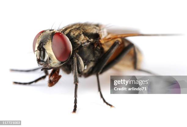 isolated housefly - housefly stock pictures, royalty-free photos & images