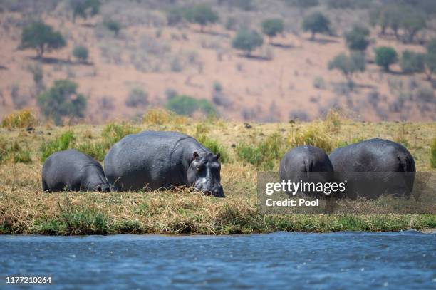 Hippopotamus are seen as Prince Harry, Duke of Sussex joins a Botswana Defence Force anti-poaching patrol on the Chobe river on day four of the royal...