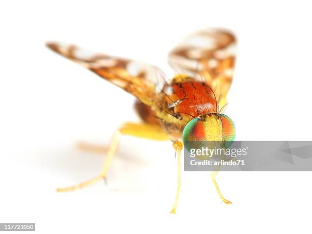 beautiful fruit fly - fruit flies stock pictures, royalty-free photos & images