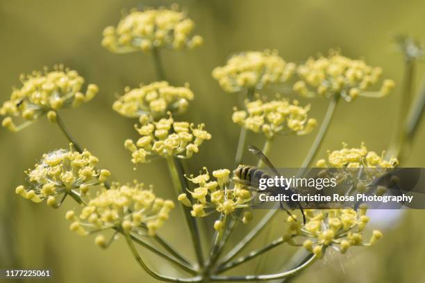 feeling waspish - wasp uk stock pictures, royalty-free photos & images