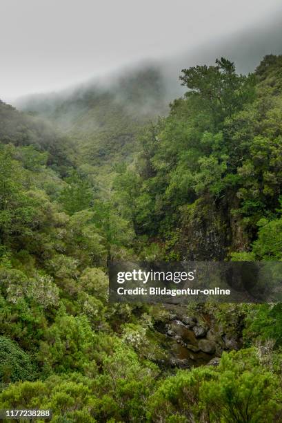 Rain Forest, Rabacal-Tal, Central Mountains, Madeira, Portugal, Regenwald, Zentralgebirge.