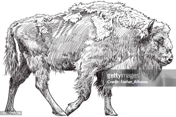 stockillustraties, clipart, cartoons en iconen met vector tekening van bison - european bison
