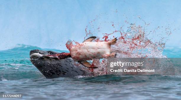 antarctica, antarctic peninsula. leopard seal hunting gentoo penguin. - ヒョウアザラシ ストックフォトと画像