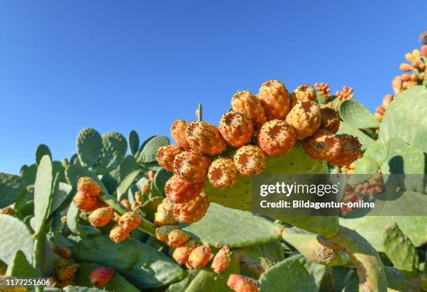 Prickly pears, Cyprus, Kaktusfeigen, Zypern.