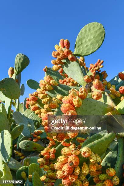 Prickly pears, Cyprus, Kaktusfeigen, Zypern.