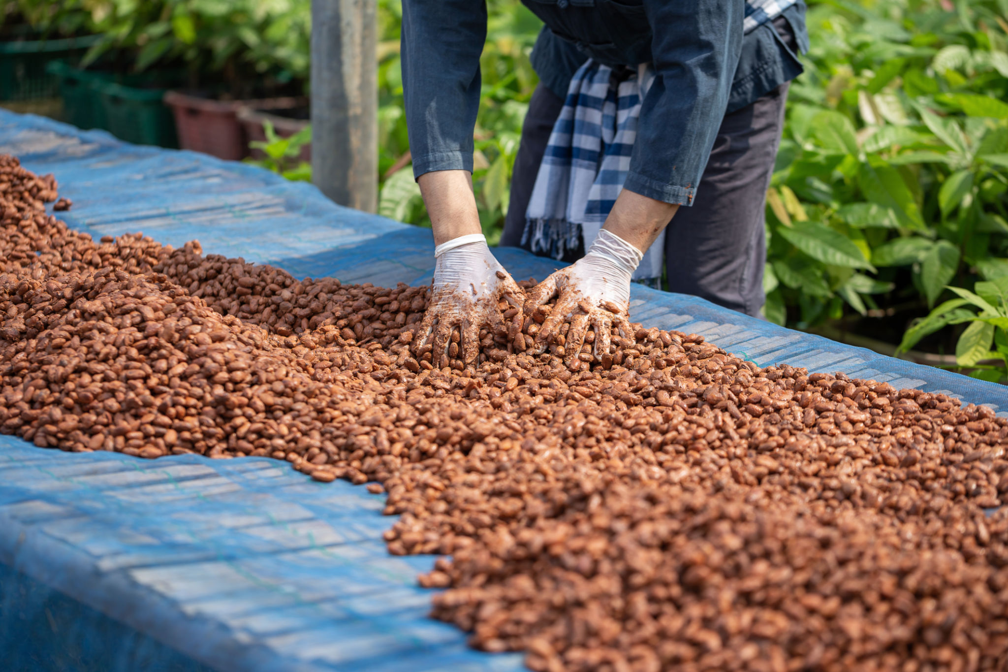 cacao drying