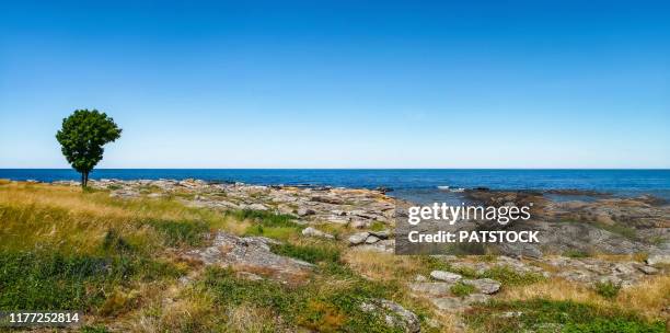 lonely tree on a baltic sea coast in svaneke, bornholm island, denmark. - bornholm island stock pictures, royalty-free photos & images