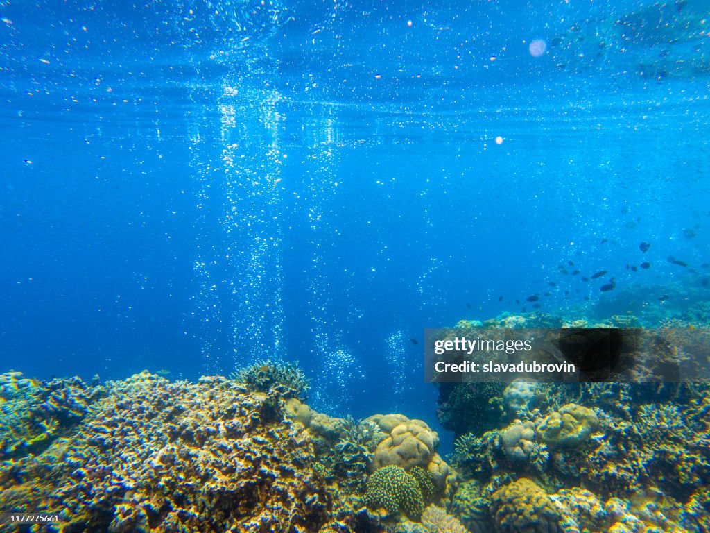 Coral Reef Landscape With Tropical Fish And Air Bubbles Oxygen Bubbles ...