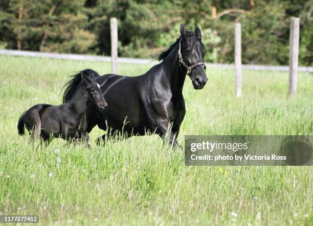 following momma - veulen stockfoto's en -beelden