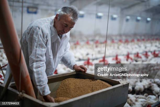travailleurs manuels dans la ferme de poulet. - poulet viande blanche photos et images de collection