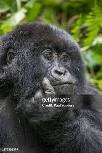 Mountain Gorilla in Forest, Volcanoes National Park, Rwanda