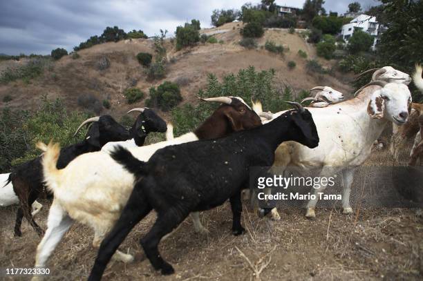 Herd of goats graze on a fire-prone hill as part of fire prevention efforts on September 26, 2019 in South Pasadena, California. The environmentally...