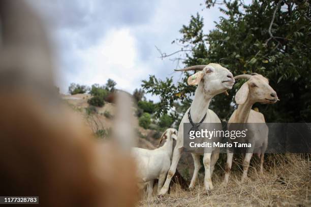 Herd of goats graze on a fire-prone hill as part of fire prevention efforts on September 26, 2019 in South Pasadena, California. The environmentally...