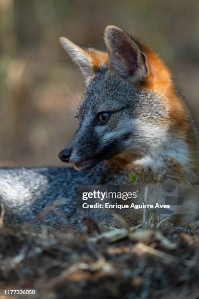 california grey fox (urocyon cinereoargenteus) - grey fox stock pictures, royalty-free photos & images