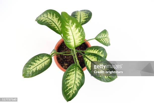 isolated potted plant - flower pot overhead stock pictures, royalty-free photos & images