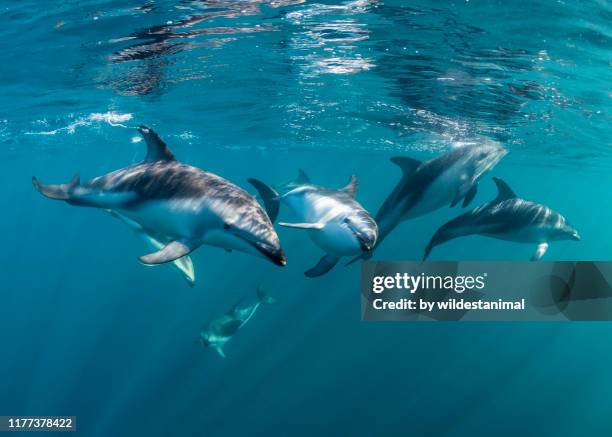 pod of curious dusky dolphins swimming towards the camera, nuevo gulf, valdes peninsula, argentina. - bando de mamíferos marinhos - fotografias e filmes do acervo