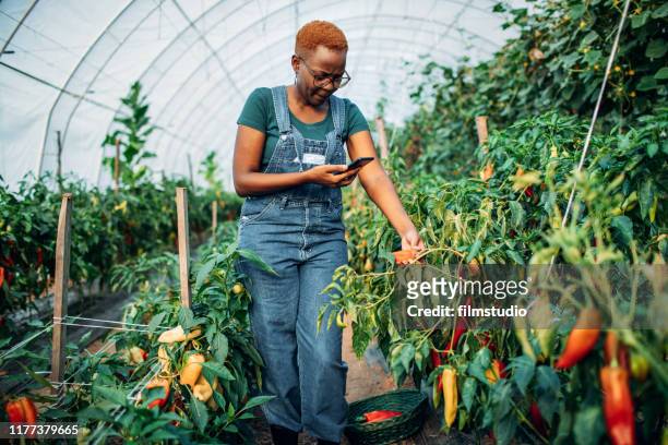 African woman works in her own greenhouse and grows organic vegetable.