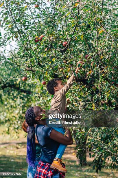 afrikanische frau und ihr sohn pflücken äpfel in obstgarten einen herbst - plucking stock-fotos und bilder