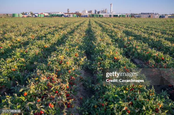 tomatoes plantation furrows with tomato factory at bottom - tomato harvest ストックフォトと画像