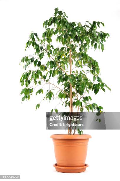 isolated potted plant - houseplant stock pictures, royalty-free photos & images