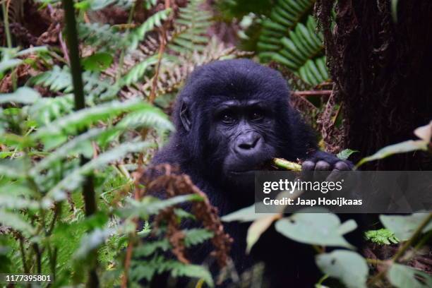 mountain gorilla, bwindi national park, uganda - bwindi national park stock pictures, royalty-free photos & images