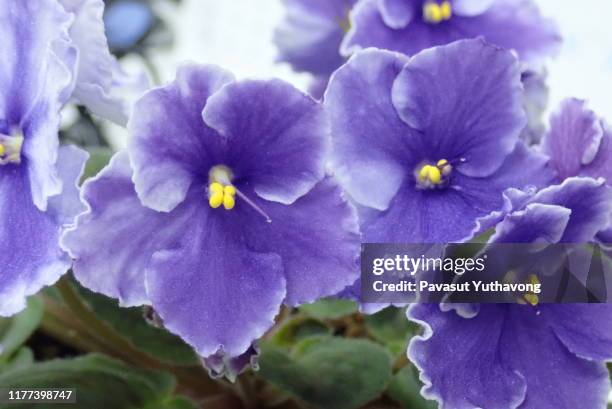 african violet - saintpaulia stock pictures, royalty-free photos & images