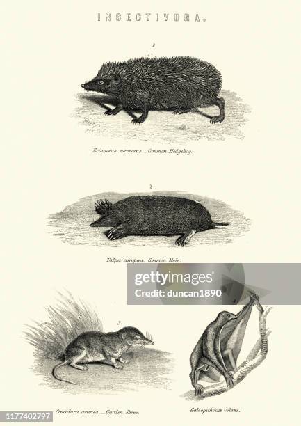 animals, insectivora, hedgehog, mole, garden shrew, sunda flying lemur - sunda colugo stock illustrations