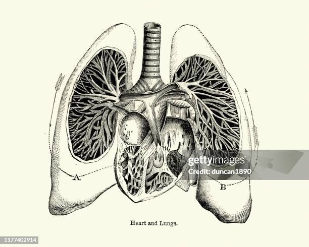 ilustraciones, imágenes clip art, dibujos animados e iconos de stock de dibujo anatómico victoriano del corazón humano y los pulmones del siglo xix - medical diagram