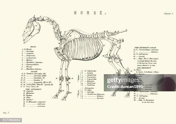 ilustraciones, imágenes clip art, dibujos animados e iconos de stock de esquelquelión de un caballo, grabado del siglo xix - animal body part