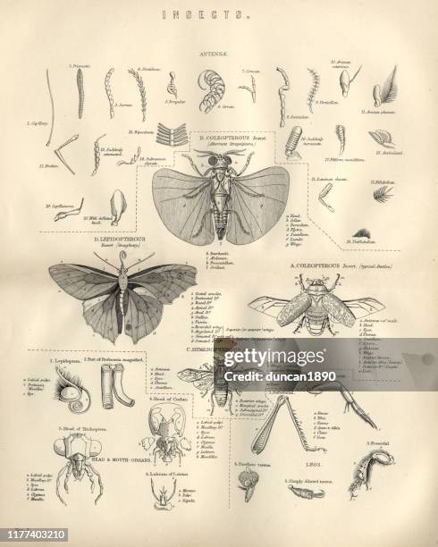 illustrazioni stock, clip art, cartoni animati e icone di tendenza di animali, insetti, mosche, xix secolo - anatomia