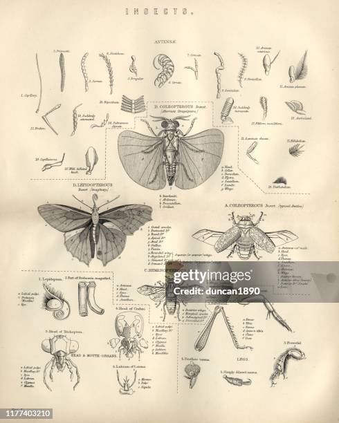 ilustrações de stock, clip art, desenhos animados e ícones de animals, insects, flies, 19th century - animal body part