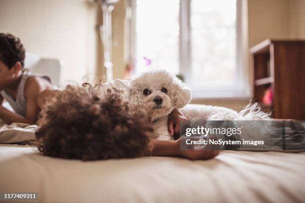 mixed race siblings playing with their dog at home - bichon frise stock pictures, royalty-free photos & images