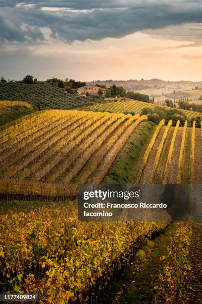 chianti vineyards in autumn. tuscany, italy - chianti streek stockfoto's en -beelden