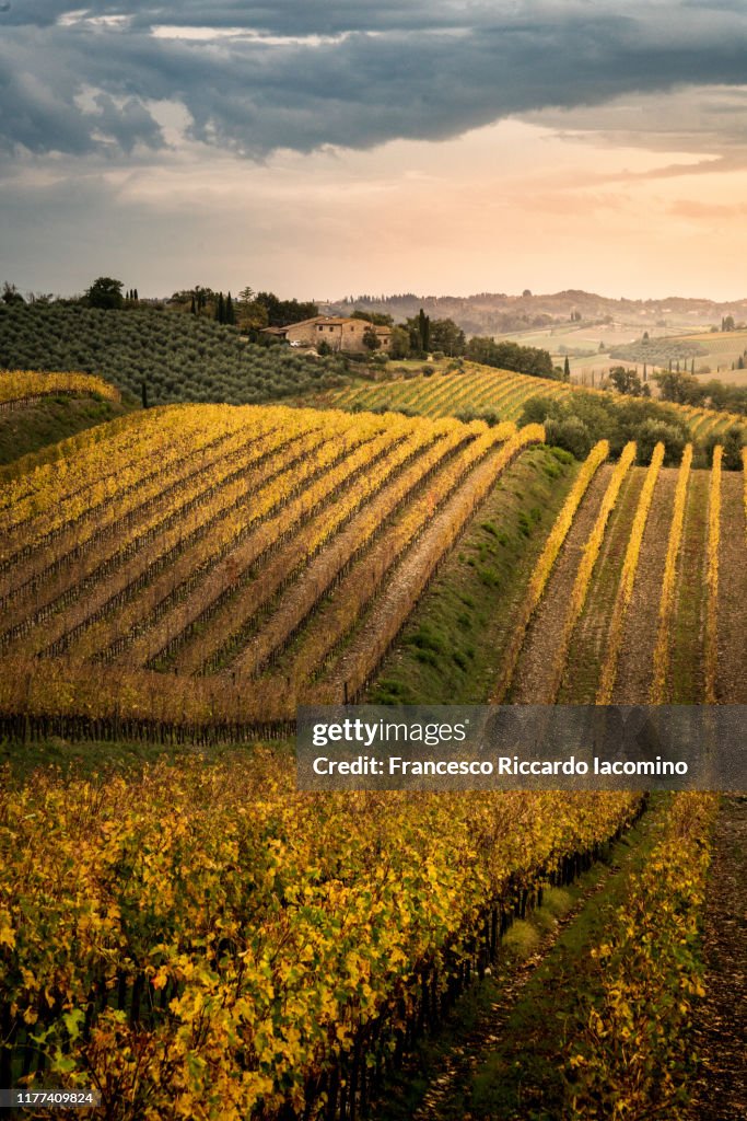 Chianti Vineyards in Autumn. Tuscany, Italy