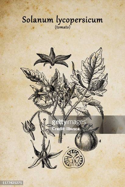 botany plants antique engraving illustration: solanum lycopersicum (tomato) - tomato plant stock illustrations