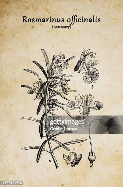 bildbanksillustrationer, clip art samt tecknat material och ikoner med botanik växter antik gravyr illustration: rosmarinus officinalis (rosmarin) - rosmarin