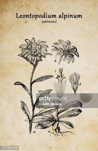 610点のアスターイラスト素材 Getty Images 610点のアスターイラスト素材 Getty Images