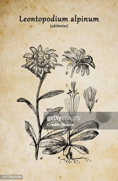 botany plants antique engraving illustration: leontopodium alpinum (edelweiss) - edelweiss stock illustrations