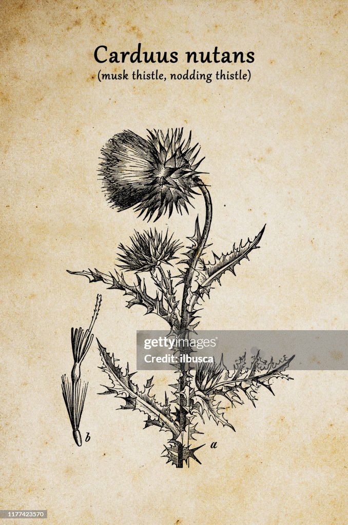 Botany plants antique engraving illustration: Carduus nutans (musk thistle, nodding thistle or nodding plumeless thistle)