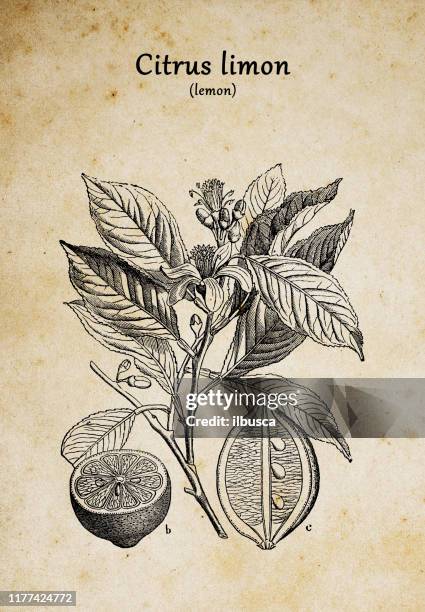 botany plants antique engraving illustration: citrus limon (lemon) - lemon tree stock illustrations