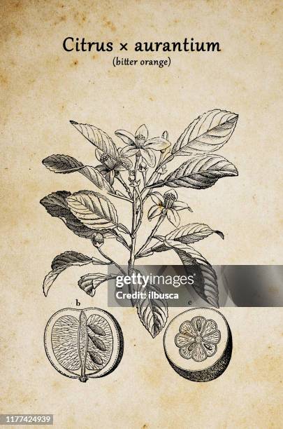 illustrazioni stock, clip art, cartoni animati e icone di tendenza di botanica piante antica illustrazione incisione: citrus aurantium (arancio amaro, siviglia arancione, arancio acido, bigarade arancione) - provincia di siviglia