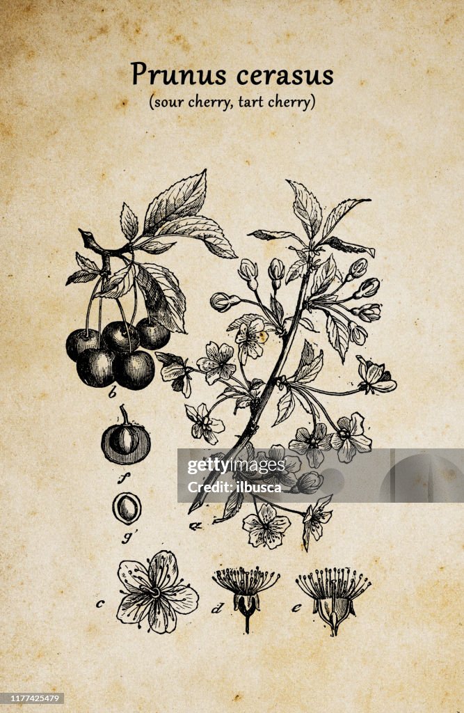 Botany plants antique engraving illustration: Prunus cerasus (sour cherry, tart cherry, dwarf cherry)